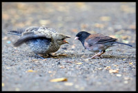 Dark-eyed Junco Feeding Cowbird Chick