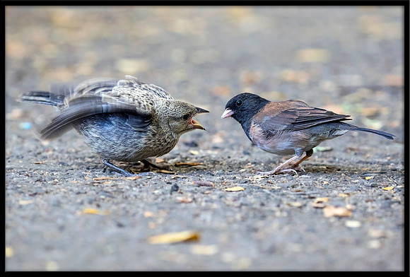 Dark-eyed Junco Feeding Cowbird Chick