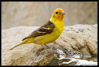 Western Tanager