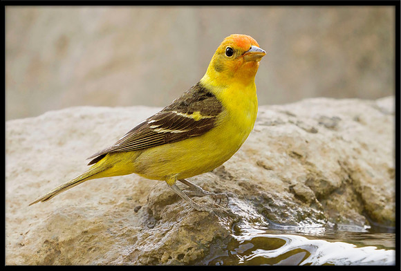 Western Tanager