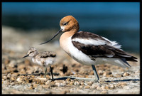 American Avocet and Chick