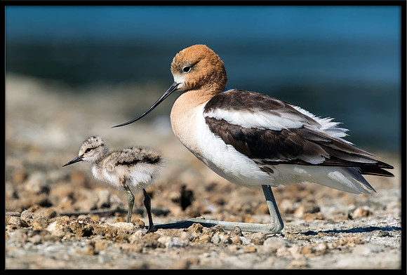 American Avocet and Chick