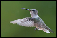 Costa's Hummingbird (f)