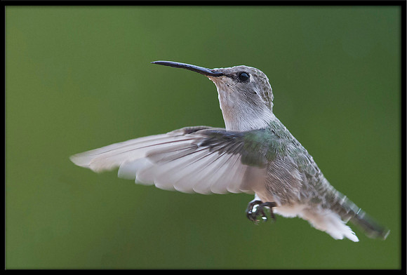 Costa's Hummingbird (f)