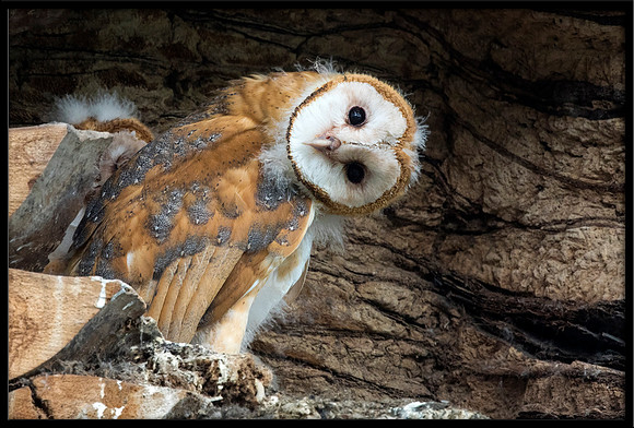 Barn Owl Baby