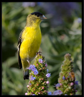 American Goldfinch