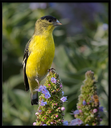 American Goldfinch