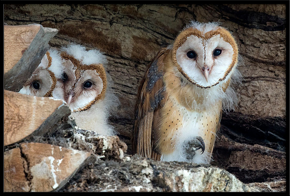 Barn Owl Babies