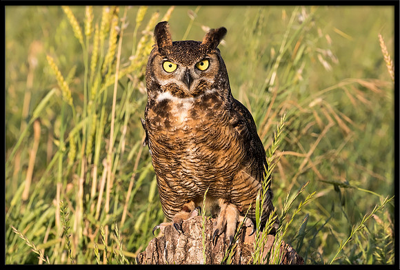 Great Horned Owl