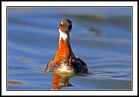 Red-necked Phalarope