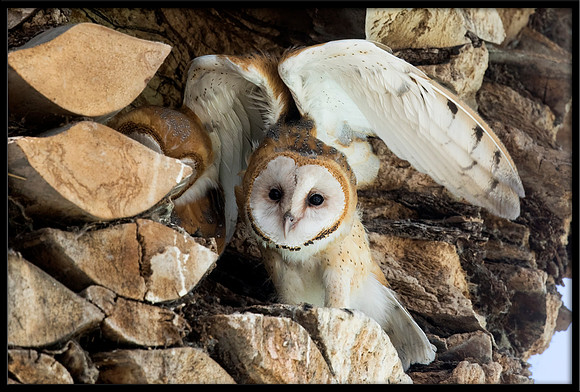 Barn Owl Baby