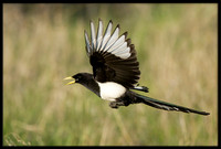 Yellow-billed Magpie