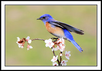Western Bluebird