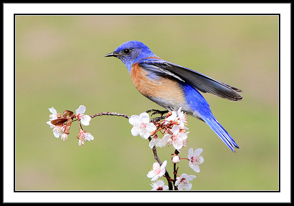 Western Bluebird