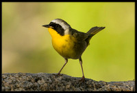 Common Yellowthroat