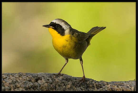Common Yellowthroat