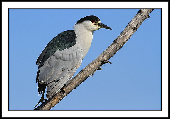 Black-crowned Night Heron