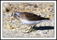 Sandpiper