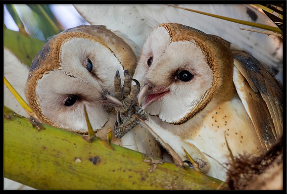 Barn Owl Fledglings