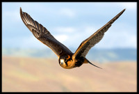Aplomado Falcon