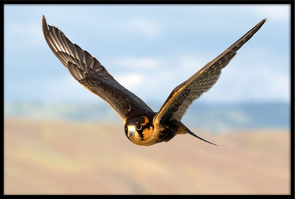 Aplomado Falcon