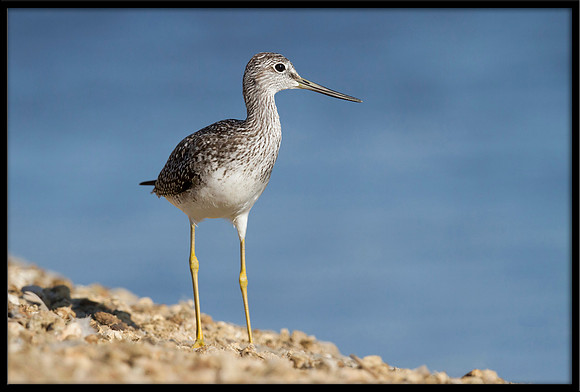 Yellowlegs