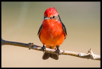 Vermilion Flycatcher