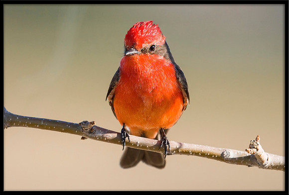 Vermilion Flycatcher