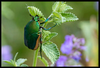 Figeater Beetle