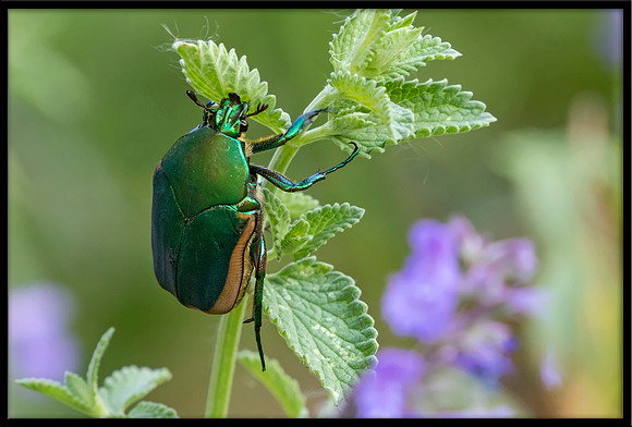 Figeater Beetle