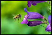 Honey Bee