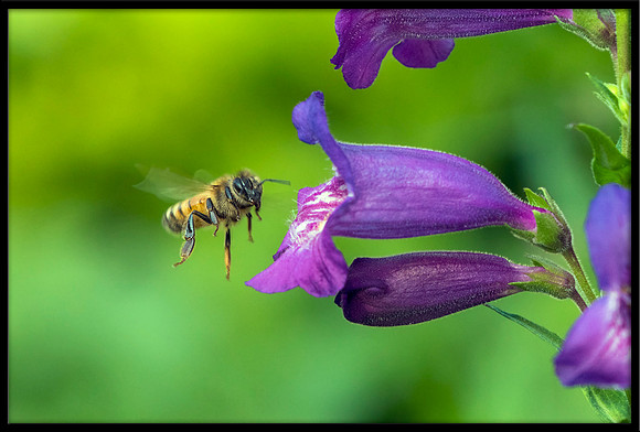 Honey Bee