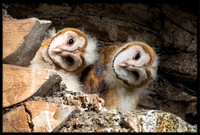 Barn Owl Babies