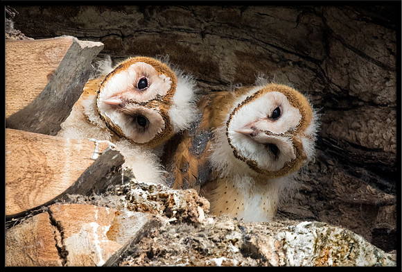 Barn Owl Babies