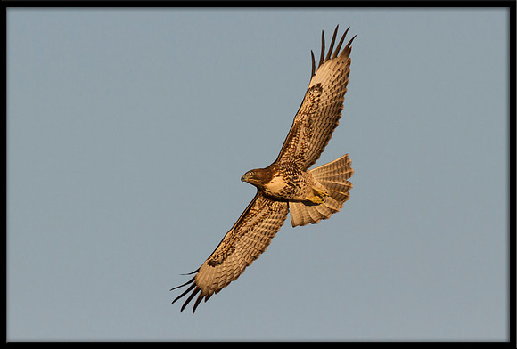 Red-tailed Hawk