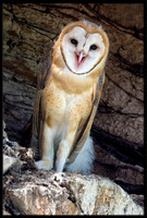 Barn Owl Baby
