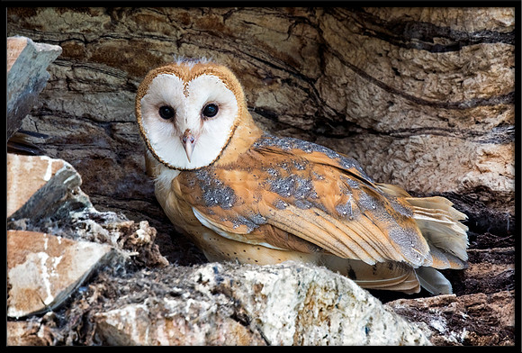 Barn Owl Baby
