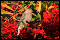 Cedar Waxwing