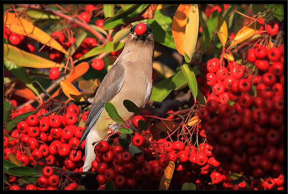 Cedar Waxwing