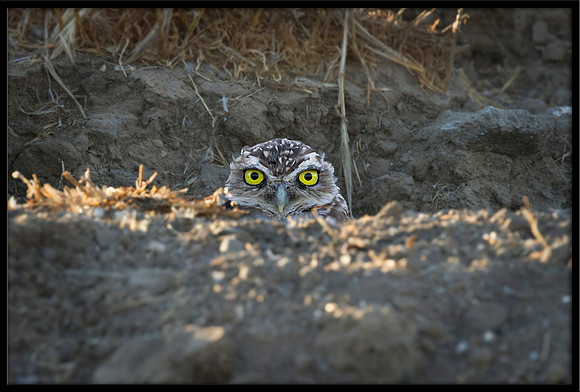 Burrowing Owl