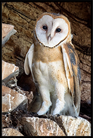 Barn Owl Baby