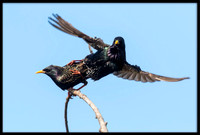 European Starlings Mating