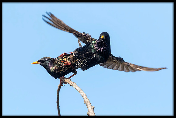European Starlings Mating