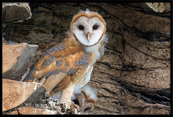 Barn Owl Baby