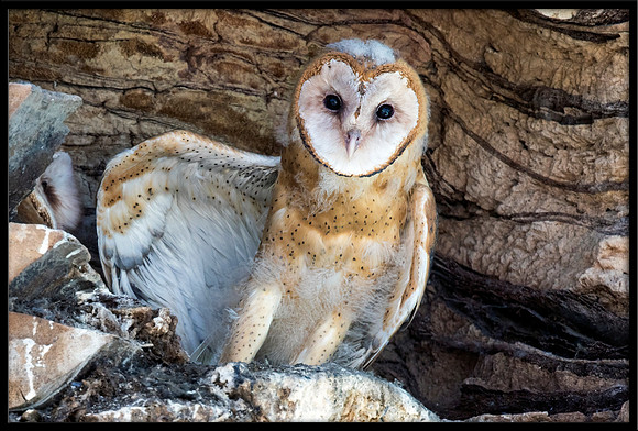 Barn Owl Babies