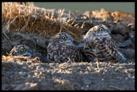 Burrowing Owls watching nearby hawks