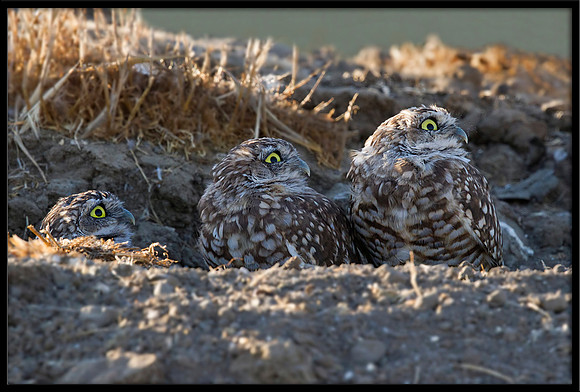 Burrowing Owls watching nearby hawks