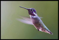 Costa's Hummingbird