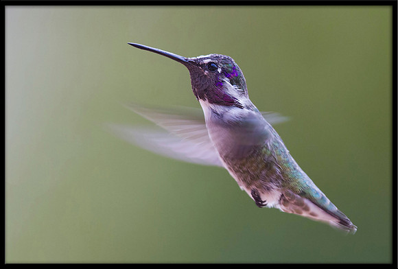 Costa's Hummingbird