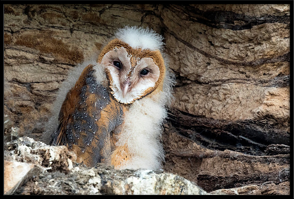 Barn Owl Baby